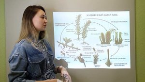 Жизненный цикл мхов ЕГЭ по биологии