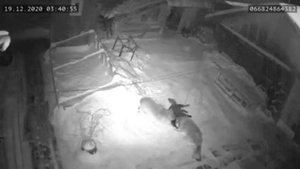 Волки давят собаку