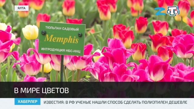 В Никитском ботаническом саду стартовал «Парад тюльпанов»