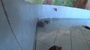 УЕХАЛИ НА ОСТРОВ ЧЕРЕПАХ! ПАПА поднимает ГИГАНТСКУЮ ЧЕРЕПАХУ! МИЛАНА ДЕРЖИТ ЗМЕЮ!!