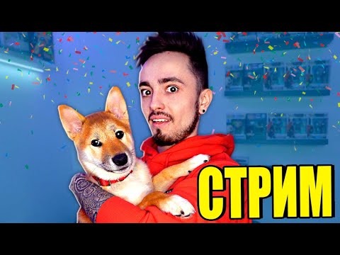 Как выглядит собака эдисона Как выглядит собака эдисона