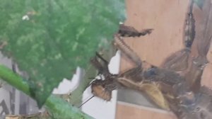 Австралийский палочник. Севастополь 30 дек. 2019