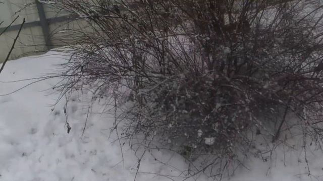 Западно-сибирские лайки