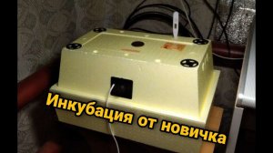 Инкубатор золушка на 45 яиц. Инкубация от новичка. Закладка инкубатора.