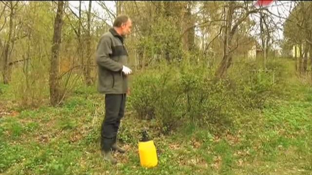 Когда и зачем проводить опрыскивание