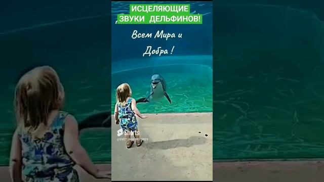 ? ИСЦЕЛЯЮЩИЕ ЗВУКИ ДЕЛЬФИНОВ. ПОСЛУШАЙ! _ЗДЕСЬ  ЕСТЬ ТЫ И Я! _ Исполняет автор,   Белякова Светлана