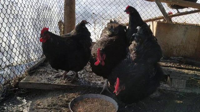 Куры породы Орпингтон смотреть онлайн