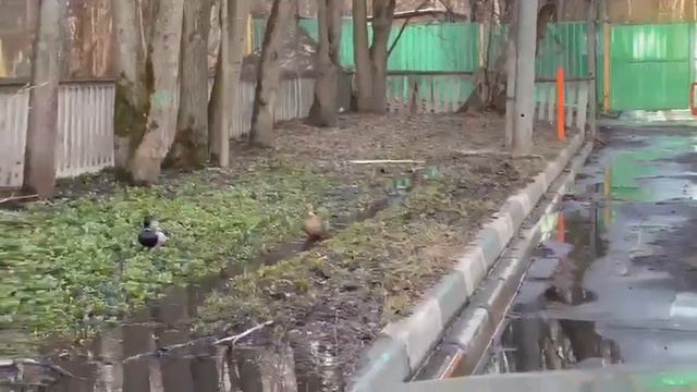 утки облюбовали канаву у домов в Москве смотреть онлайн