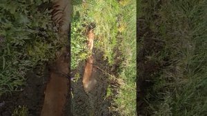 Спасения лошади из болота . Товарища и друга.