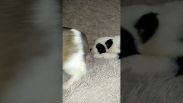 #алабайвидео #алабай #щенки #щенкиалабая Нам 22 дня!🤩😍 смотреть онлайн