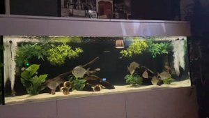 Metynnis fasciatus (tiger stripe dollars )