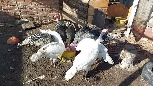 Посадили чеснок. Крольчат уже видно. смотреть онлайн