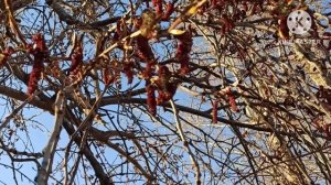 Кристина Мотиватор.Для чего все эти откровения про хани и его проблемы