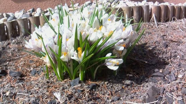 Krokusy wiosną 2018 смотреть онлайн