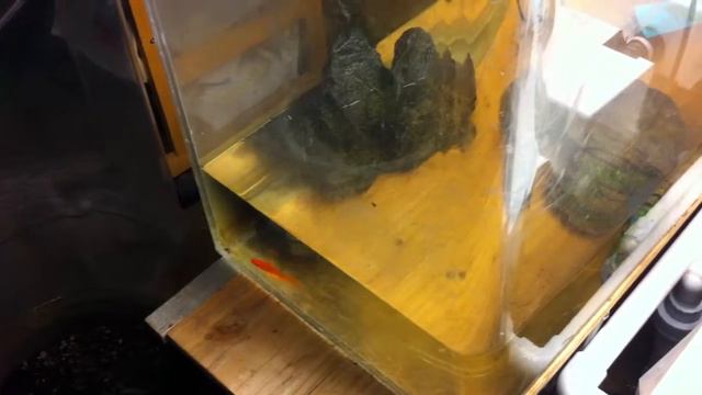 Stevia Indoors Aquaponically смотреть онлайн