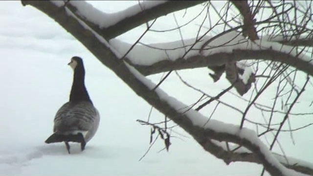 ТО ЛИ УТКА, ТО ЛИ ЧАЙКА смотреть онлайн