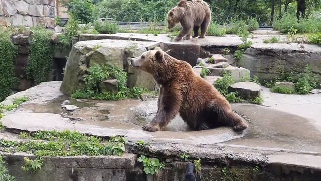Мишка занимается йогой в Калининградском зоопарке. смотреть онлайн