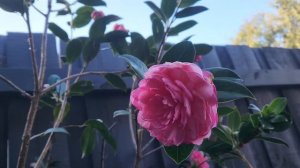 My Camellia