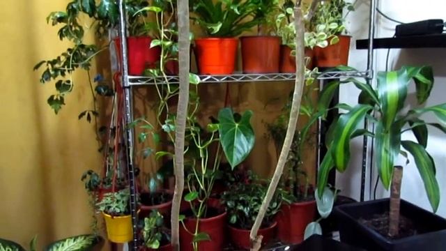 ?Dracaena Marginata Tricolor/ Dracaena reflexa Cuidados.@VeronicaCampaniniPlantas смотреть онлайн