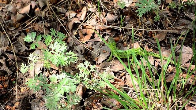 Ящерица мочит майского жука смотреть онлайн