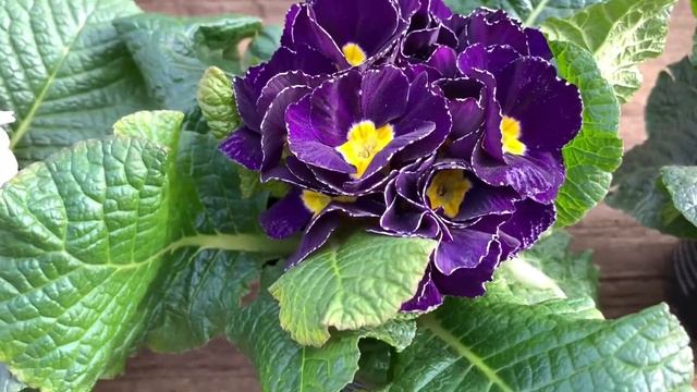 Primrose Plant Flower | Primula Acaulis смотреть онлайн