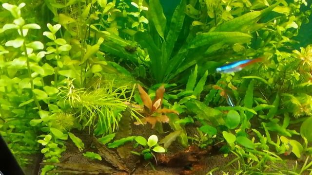 Рыбки в основном аквариуме 200 литров #nik_72 смотреть онлайн