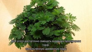 Мимоза стыдливая — что за растение, всё о ней