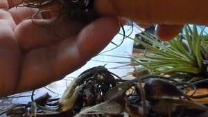 Тилландсии возвращаются на зимовку в палюдариум.