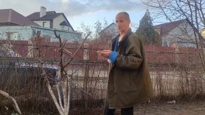 Как пересадить вишню весной на новое место