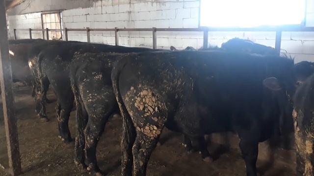 Откорм бычков , эффективные препараты для борьбы с паразитами. смотреть онлайн