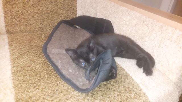 Котёнок и пояс из собачьей шерсти/ kitten and dog hair belt смотреть онлайн