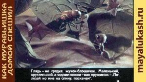Как муравьишка домой спешил  Виталий Бианки, Детская сказка