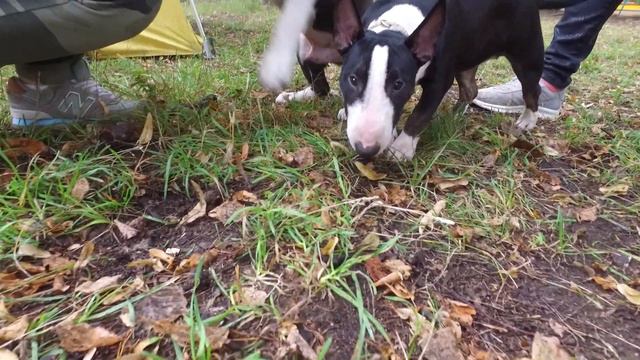 Mini bull Terrier puppy plays with a Staffordshire Terrier. Dog games. смотреть онлайн