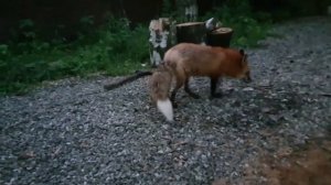 ЛИ СЯО. Алиса - Лиса. Улыбка лисы в солнечную погоду.