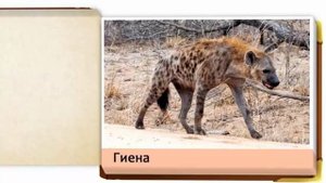 Обитатели Саванны. Обучающие карточки