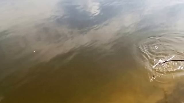 Язь. Ловим язя на горох. IDE. Catch yaz on the peas. смотреть онлайн