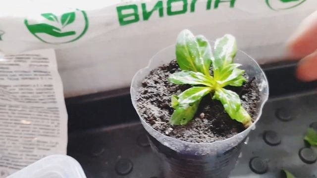Черенкование калибрахоа и петунии/Черенкование батата/Черенкование фуксии