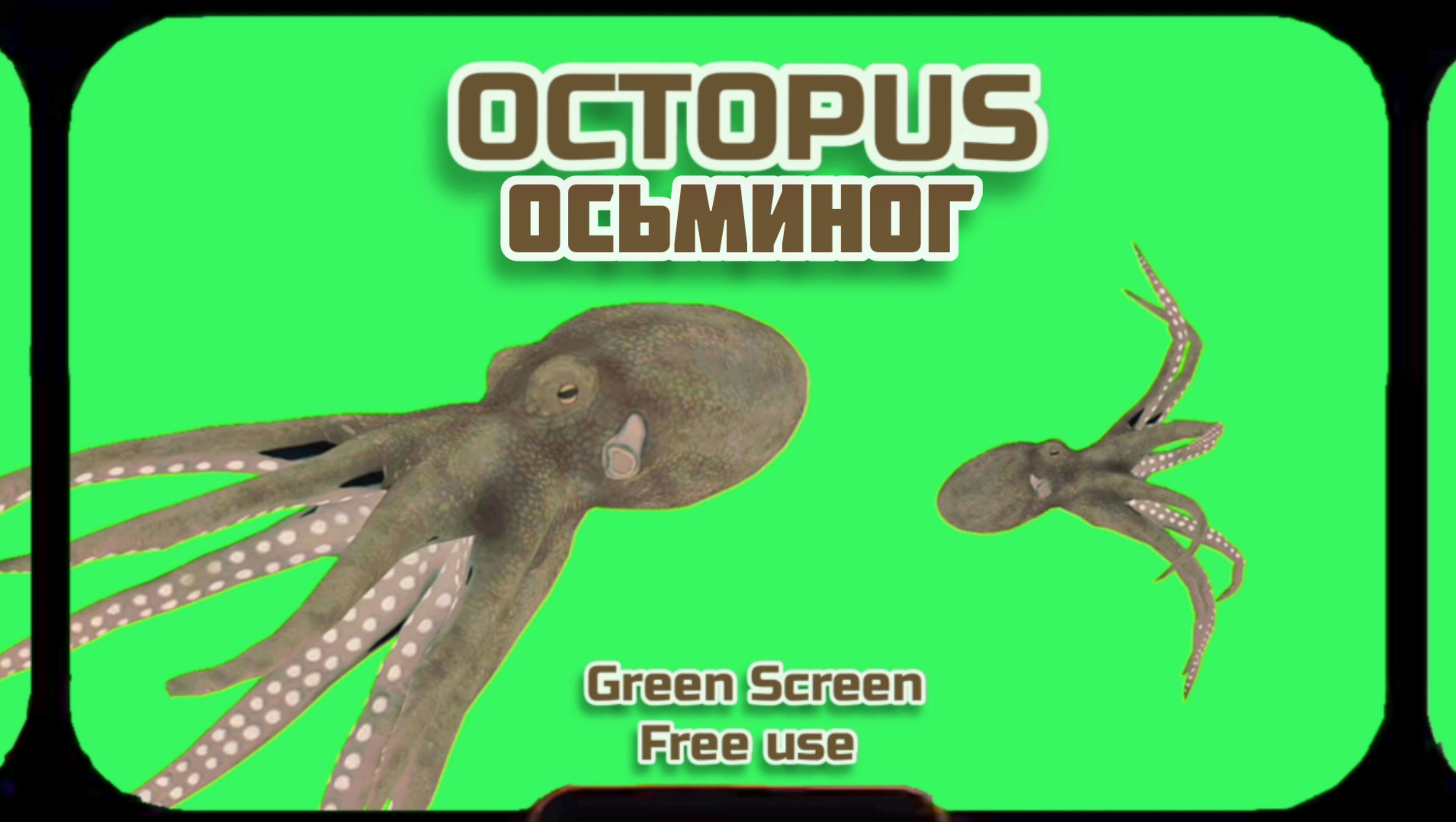 ОСЬМИНОГ видео Green Screen футаж. ХРОМАКЕЙ АНИМАЦИЯ на зелёном фоне.