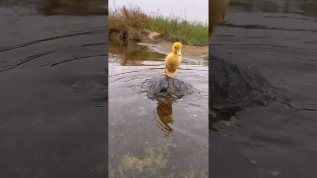 Unexpected Animal Companions: Tortoise, Dog & Duck Share Cute Interactions