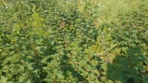 Выращивание чёрной и красной смородины. Борьба с мучнистой росой.