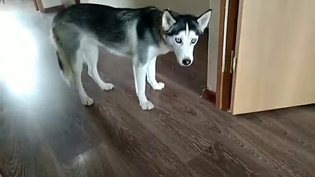 Собака ест мандарин ы смотреть онлайн