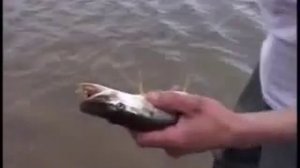 Рыбалка на Енотаевке часть 1