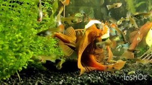 Кормление красных (супер ред) анциструсов огурцом в аквариуме с самками и мальками гуппи