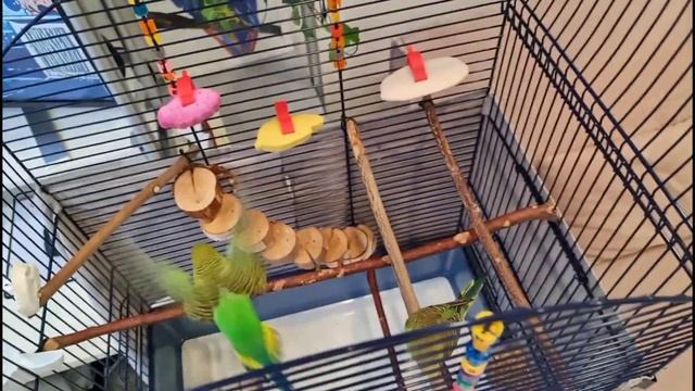 Budgies have become a couple / Волнистые попугайчики стали парой