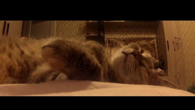 Когда кошке сниться страшный сон смотреть онлайн