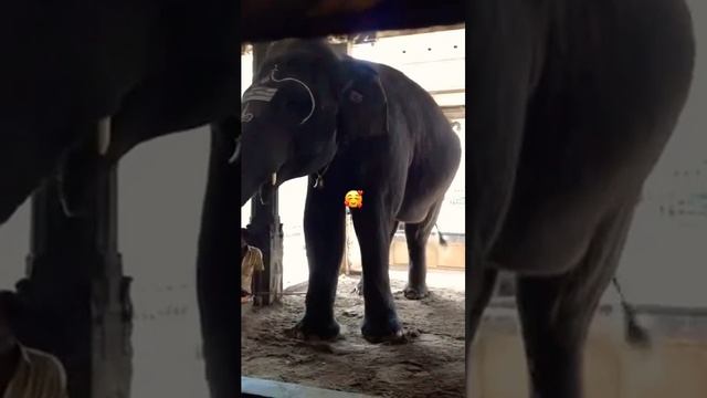 Elephant Rukku in Annamalaiyar Temple in Tiruvannamalai