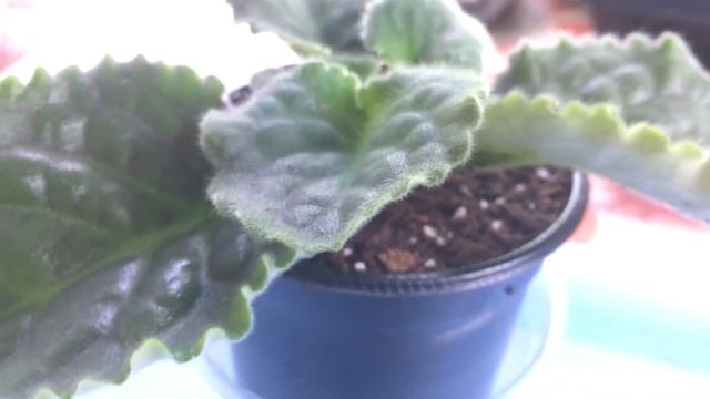 Фиалка после цветения. Мои секреты смотреть онлайн