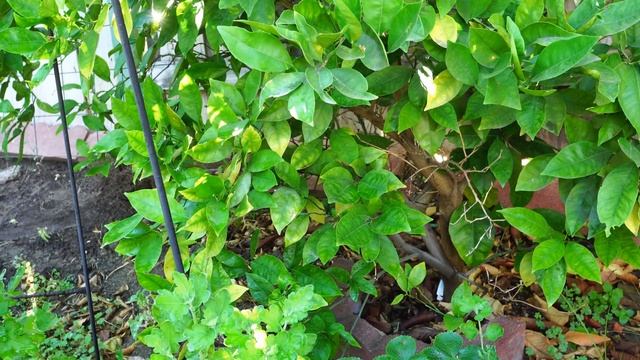 Growing The Best Oranges - Washington Navel Orange смотреть онлайн