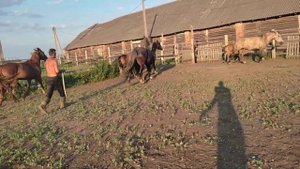 Начинаем случать лошадей