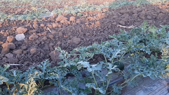 Арбуз манчестер ранний смотреть онлайн